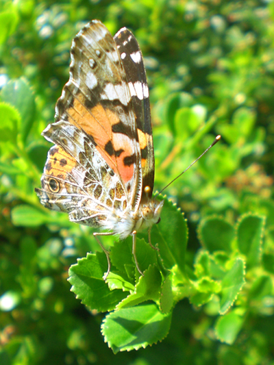 da identificare - Vanessa cardui  e Cacyreus marshalli